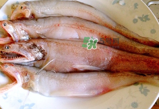 龍頭魚是什么魚？龍頭魚多少錢一斤？