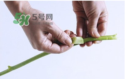 南瓜苗怎么做好吃？南瓜苗怎么撕？
