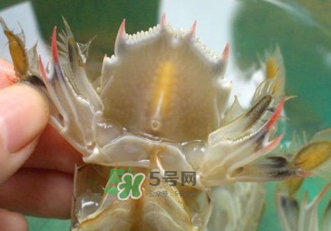蝦蛄怎么吃？蝦蛄怎么做好吃？