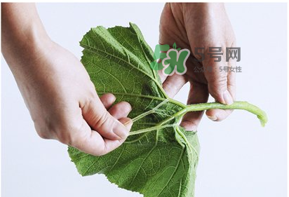 南瓜苗怎么做好吃？南瓜苗怎么撕？