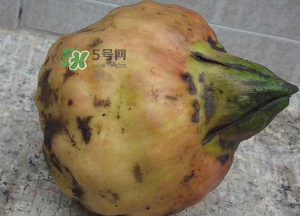 雞頭米是涼性的嗎？雞頭米是哪里的特產(chǎn)