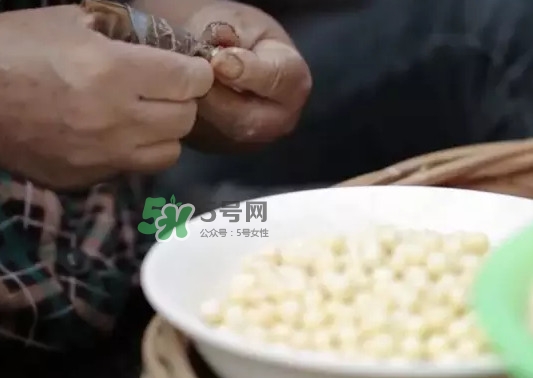 雞頭米是什么？雞頭米是芡實嗎