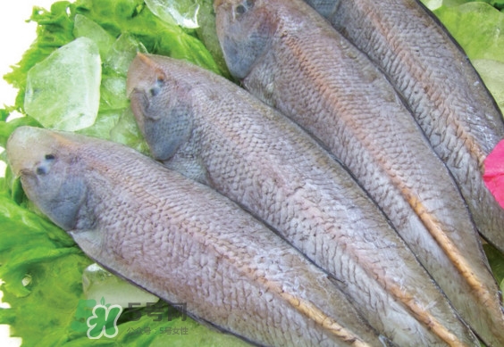 龍利魚有寄生蟲嗎？龍利魚有假的嗎