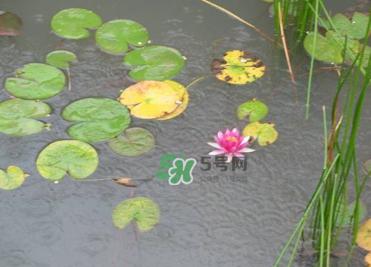 2017處暑會(huì)下雨嗎？處暑會(huì)下雨好嗎？