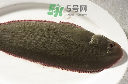 活的龍利魚怎么保存？新鮮龍利魚能放多久