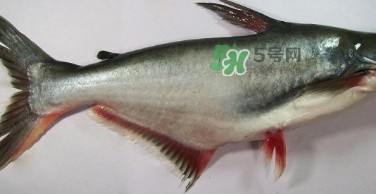 龍利魚是淡水魚嗎？龍利魚是巴沙魚嗎