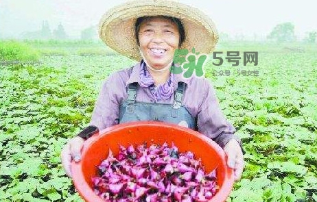 紅菱怎么種植？新鮮紅菱怎么保存
