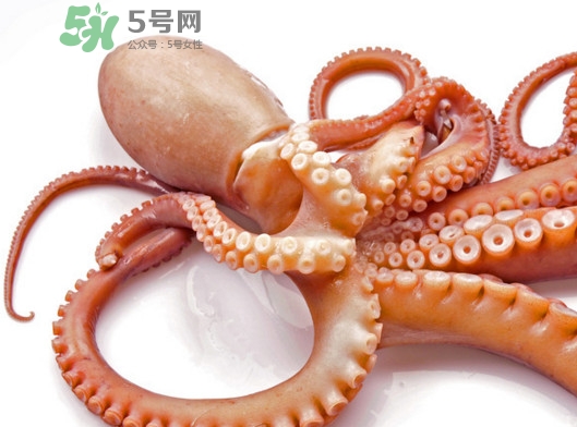 章魚血是什么顏色？章魚血為什么是藍色？