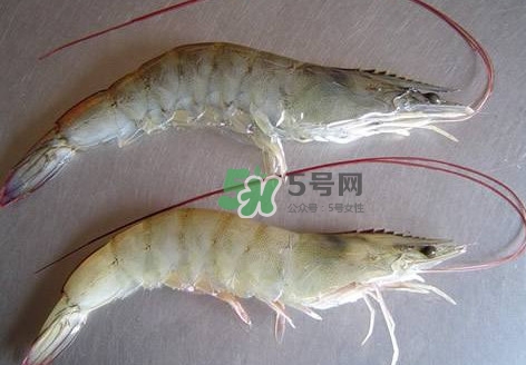 白蝦有寄生蟲嗎？如何選購新鮮的蝦