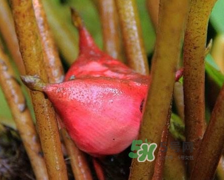 紅菱怎么吃？吃紅菱有什么好處？
