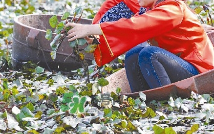 紅菱什么時候上市？什么時候采紅菱