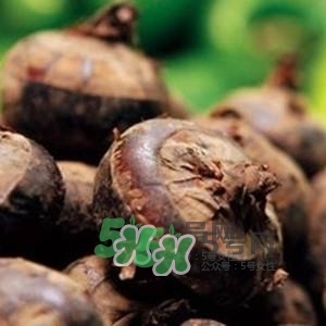 野荸薺是什么樣子的？野荸薺的營養(yǎng)價值