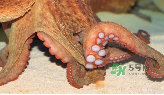 章魚怎么處理？章魚怎么殺