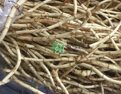 魚腥草干的好還是新鮮的好？干的魚腥草怎么吃最好