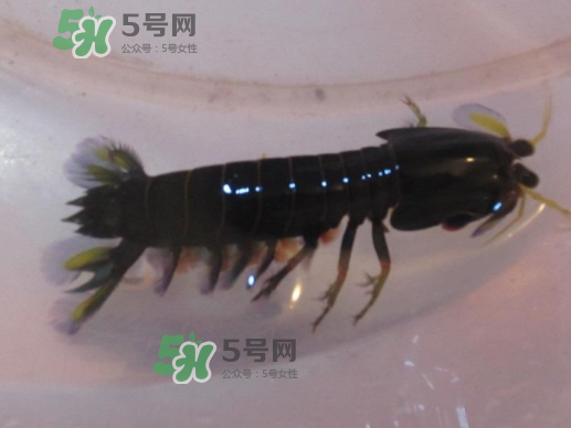 七彩神蝦是什么蝦？七彩神蝦怎么回事？