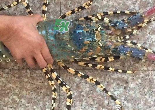 七彩神蝦多少錢一斤？七彩神蝦估值