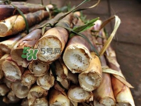 苦筍什么季節(jié)才有？苦筍什么時(shí)候成熟