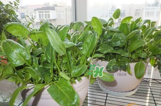 八月份可以種菠菜嗎？波菜8月中旬種可以嗎？