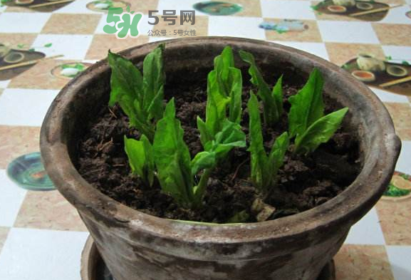 八月份可以種菠菜嗎？波菜8月中旬種可以嗎？