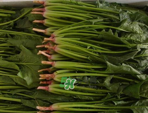 八月份可以種菠菜嗎？波菜8月中旬種可以嗎？