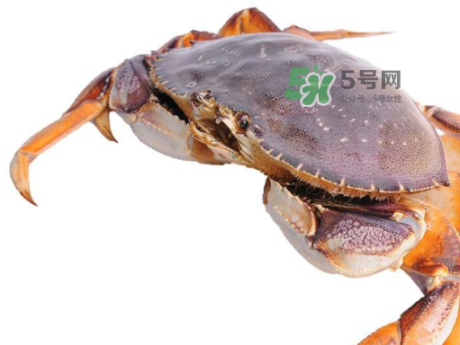 太子蟹好吃還是面包蟹好吃？太子蟹和面包蟹的區(qū)別