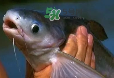 巴沙魚(yú)是鯰魚(yú)嗎？巴沙魚(yú)是海魚(yú)嗎