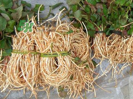 魚(yú)腥草有毒嗎？魚(yú)腥草有副作用嗎