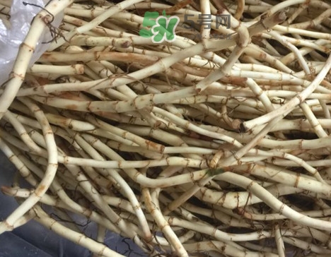 魚腥草可以和蜂蜜一起喝嗎？蜂蜜能和魚腥草一起泡嗎