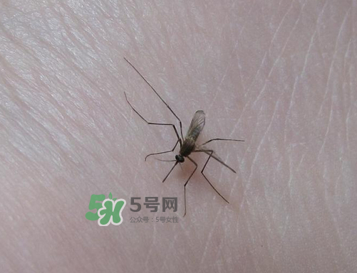 九月份還有蚊子嗎？9月份還有蚊子嗎？