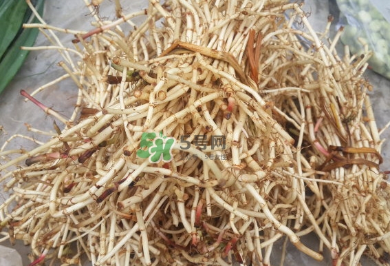 折耳根是什么？折耳根是哪里的特產(chǎn)？