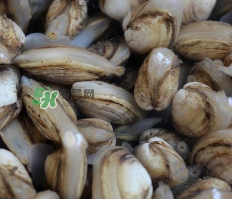 海瓜子死了還能吃嗎？海瓜子死了是什么樣子