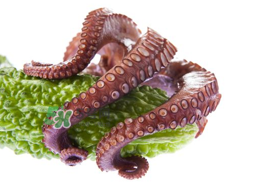八爪魚什么季節(jié)最好吃？八爪魚什么時候有籽？