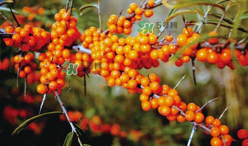 沙棘是什么？沙棘的功效與作用
