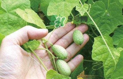 拇指西瓜什么時候上市？拇指西瓜什么時候成熟