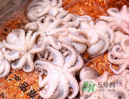 八爪魚可以冷凍嗎？八爪魚可以放冰箱嗎？