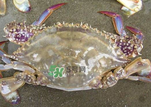 梭子蟹養(yǎng)殖的嗎？梭子蟹養(yǎng)殖和野生的區(qū)別