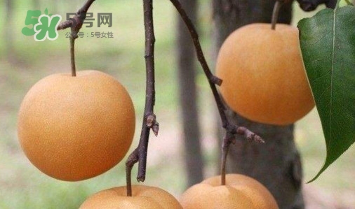 梨子什么時(shí)候吃最好？梨子什么時(shí)候成熟