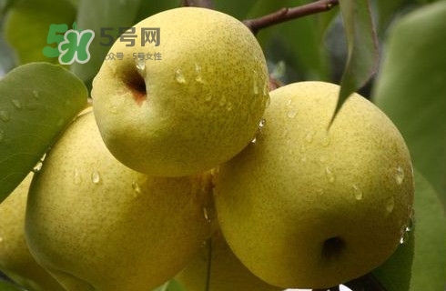 梨子多少錢一斤？皇冠梨多少錢一斤？