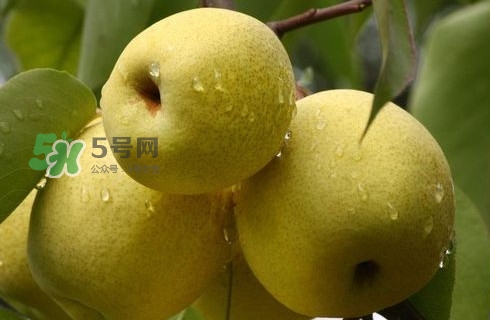 梨子有公母之分嗎？梨子怎么分辨公母