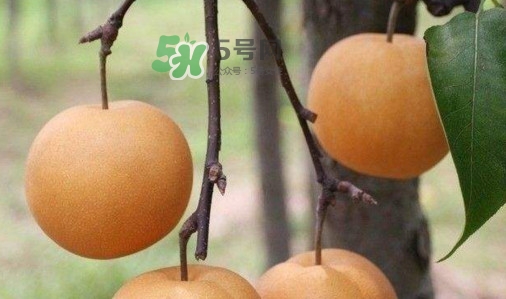 梨子是發(fā)物嗎？梨子是不是不能分著吃