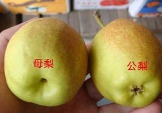 梨子有公母之分嗎？梨子怎么分辨公母