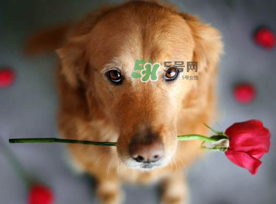 七夕可以提前送花嗎？七夕節(jié)提前幾天送花好？