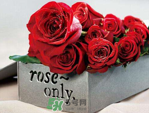roseonly怎么樣？roseonly好看嗎？