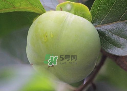柿子葉能降血糖嗎？青柿子的功效與作用