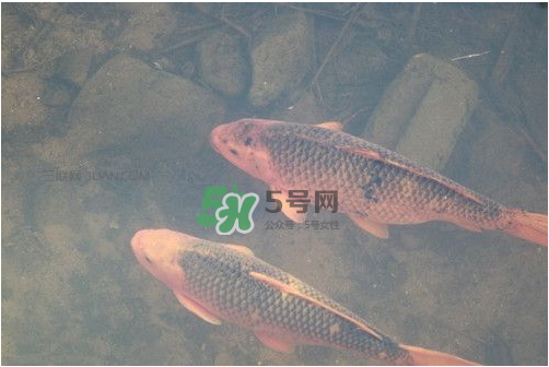八月份釣魚用什么料好？八月份釣什么魚？