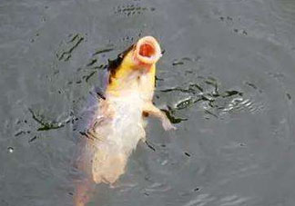 八月份釣魚(yú)用什么料好？八月份釣什么魚(yú)？