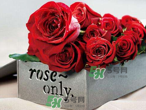 roseonly怎么看真假？roseonly真假對比