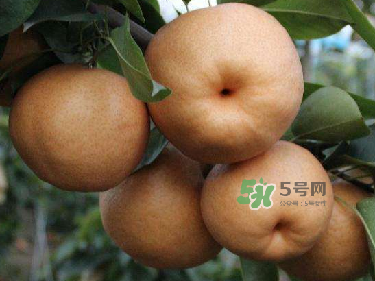 2017豐水梨多少錢一斤？豐水梨價(jià)格