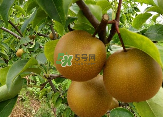 豐水梨產(chǎn)地在哪里？豐水梨是哪里產(chǎn)的？