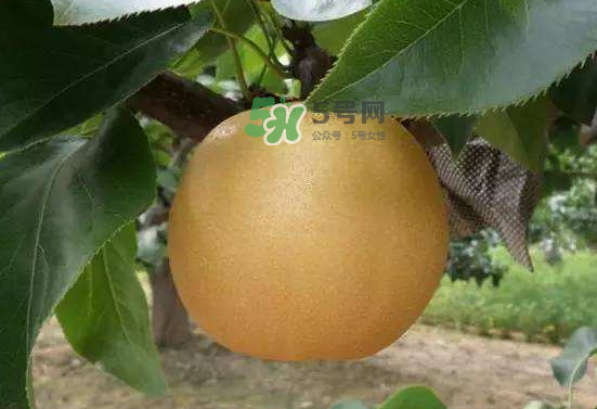 豐水梨什么時候上市？豐水梨幾月份成熟？